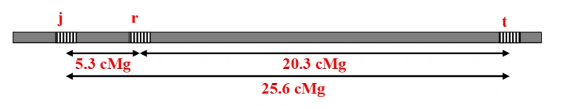 Les lois statistiques de la transmission des caractères héréditaires chez les diploïdes